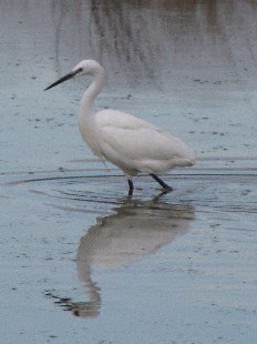 aigrette garzette